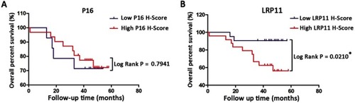 Figure 3 Kaplan-Meier overall survival (OS) curve for cervical cancer patients and the correlation of OS with P16 expression (A) and LRP11 expression (B). *P<0.05.