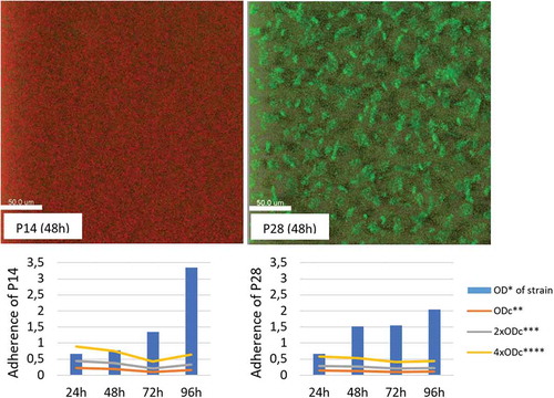 Figure 3. The biofilm-forming ability of environmental P. aeruginosa isolates P14 and P28 based on their adherence in microtiter-plate test and their image by confocal laser scanning microscopy (CLSM). *OD – optical density; **ODc – cut-off OD, threshold of weak-adherence; ***2xODc – threshold of moderate adherence; ****4xODc – the threshold of strong adherence