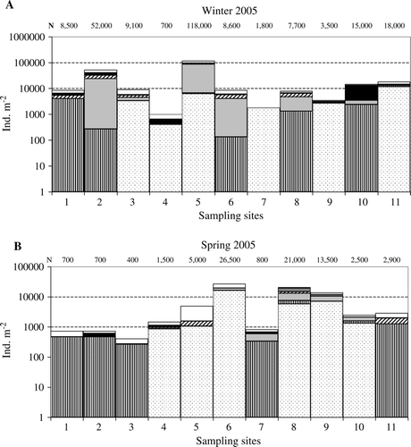 Figure 5  Seasonal distribution and average abundance (ind./m2) of oligochaetes in each sampling locality (1–11) along the Río de la Plata coast. *Samples including settlements of Limnoperna fortunei. Display full size Chaetogaster diastrophus; Display full size Paranais frici; Display full size Nais variabilis; Display full size Limnodrilus hoffmeisteri; Display full sizeTubificinae inmature;Display full sizeEnchytraeidae;Display full sizeOthers.