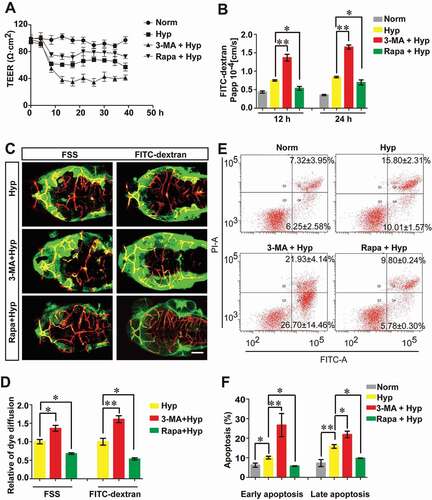 Figure 4. The protective role of autophagy on maintaining BBB function. (A and B) The TEER value and the infiltration of FITC-dextran (10 kDa) across monolayer of bEnd.3 cells were measured for analyzing the role of autophagy on endothelial barrier function. Blockage of hypoxia-induced autophagy by 3-MA increased the permeability through the monolayer endothelial cells while Rapa treatment partly restored the tightness of the endothelial barrier caused by hypoxia for 12 h or 24 h induction respectively. (C and D) Blockage of autophagy by 3-MA aggravated hypoxia (evoked by N2 treatment for 1 h)-induced BBB breakdown in zebrafish larvae. A severer infiltration of dye penetrant (FSS, 735 Da or FITC-dextran, 70 kDa) through cerebrovascular wall of endothelial specific transgenic Tg(kdrl:ras-cherry)s916 zebrafish at 5 dpf in 3-MA-treated group was observed. In contrast, Rapa treatment partly restored the leakage of zebrafish BBB caused by hypoxia induction. n = 4 fishes for each group. (E and F) Hypoxia treatment caused early and late stage apoptosis in bEnd.3 cells. 3-MA treatment significantly enhanced this effect while Rapa induction had a counteraction effect of hypoxia-induced autophagy on apoptosis changes. Norm: normoxia; Hyp: hypoxia; 3-MA: 3-methyladenine, 10 mmol/L; Rapa: rapamycin, 50 nmol/L; FSS: fluorescein sodium salt; FITC-dextran: Fluorescein-labeled dextran; Papp: apparent permeability coefficient; PI: propidium iodide. Data were expressed as mean ± SEM, n = 4. P value indicates one-way ANOVA with Dunnett’s multiple comparisons test. *, P < 0.05; **, P < 0.01. Scale bar: 100 μm