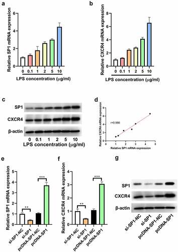 Figure 1. SP1 expression is positively correlated with CXCR4 expression in LPS-treated H9c2 cells. H9c2 cells were exposed to increasing doses (0, 0.1, 1, 2, 5, and 10 μg/mL) of LPS for 24 h. (a and b) qRT-PCR analysis of SP1 and CXCR4 expression in LPS-stimulated H9c2 cells. (c) Western blot analysis of SP1 and CXCR4 expression in LPS-stimulated H9c2 cells. (d) Correlation analysis of SP1 and CXCR4 expression in LPS-treated H9c2 cells. (e and f) qRT-PCR and (g) Western blot analysis of SP1 and CXCR4 expression in H9c2 cells transfected with si-SP1, pcDNA-SP1, or their matched controls. **P < 0.01, ***P < 0.001.