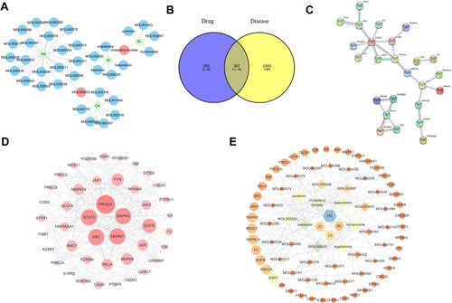 Figure 3 Prediction results of network pharmacology of NTF on ischemic stroke and CIRI. (A) The herb-compound network of NTF. Green nodes represent the herbs of NTF, orange nodes represent the central compounds of NTF, and blue nodes represent the other active compounds of NTF. (B) The venn diagram of the targets both in ischemic stroke targets whose color is yellow and NTF targets whose color is blue. (C) The results of topological screening for the PPI network (p>0.99). (D) The graphical interactions network of the 43 key targets. The node color changes from yellow to red reflect the degree centrality changes from low to high. (E) The herb-compound-target network.