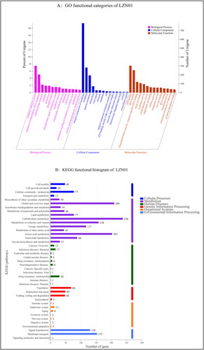 Figure 3. Genome functional annotation of strain LZN01. (A) GO functional annotation of protein-encoding genes in strain LZN01. The X-axis represents function classes, and the Y-axis represents the percent and number of predicted proteins in strain LZN01. (B) KEGG functional annotation of protein-encoding genes in strain LZN01. The X-axis represents the number of predicted proteins, and the Y-axis represents function classes.