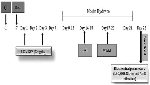 Figure 1. Experiment procedure and treatment schedule. CI: cannula implantation; ICV-STZ: intracerebroventricular streptozotocin; ORT: object recognition task; MWM: Morris water maze.