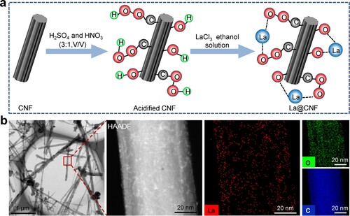 Figure 1. (a) Schematic diagram of La grew on CNF in situ; (b) Surface topography obtained by TEM and element mapping images.