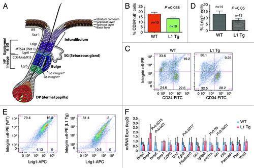 Figure 6. Stem cell defects in L1 Tg keratinocytes. (A) Schematic showing mouse IFE, hair follicle, and the resident stem cell populations. (B and C) Reduced numbers of CD34+α6+ bulge stem cells in the L1 Tg hair follicles. Hair follicles were prepared from 8-wk-old mouse dorsal skin and CD34+α6+ bulge stem cells analyzed by flow cytometry. (B) Bar graph presentation of CD34+α6+ cells. (C) Representative flow cytometry plots of CD34 and a6 staining. (D and E) Reduced numbers of Lrig1+ stem cells in the L1 Tg hair follicles. Hair follicles were prepared from 6–8-wk-old mouse dorsal skin and Lrig1+α6+ bulge stem cells analyzed by flow cytometry. (D) Bar graph presentation of Lrig1+ stem cells. (D) Representative flow cytometry plots of Lrig1 and α6 staining. (F) qPCR analysis of 16 genes in keratinocytes prepared from 6–8 wk WT or L1 Tg animals.