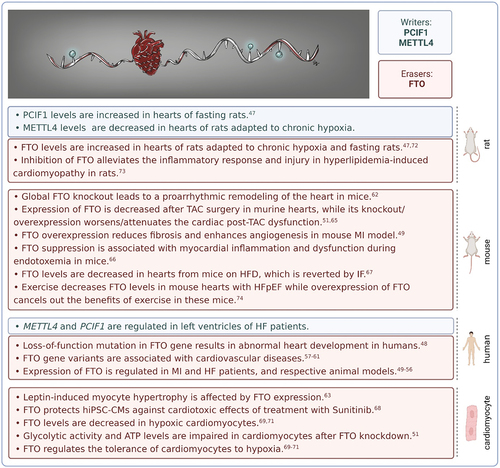 Figure 2. m6Am modification in cardiac biology. FTO – fat mass and obesity-associated; HF – heart failure; HFD – high-fat diet; hiPSC-CMs – human-induced pluripotent stem cell-derived cardiomyocytes; IF – intermittent fasting; m6Am – N6,2‘-O-dimethyladenosine; METTL4 – methyltransferase-like 4; MI – myocardial infarction; PCIF1 – phosphorylated CTD interacting factor 1; TAC – transverse aortic constriction.