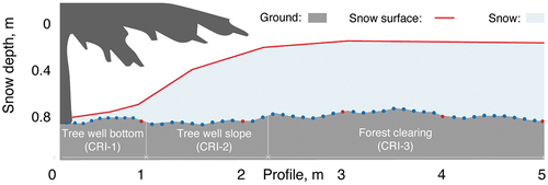 Figure 4. Snow depth in tree wells and adjacent forest clearings in the spruce forest (SL1) in March. The difference in snow depth in tree wells (Crown radius index (CRI)-1, 2) versus clearings (CRI-3) continued to increase with each additional snowfall due to snow interception and unloading from tree crowns. Blue dots = snow depth measurements; red dots = snow density and snow water equivalent (SWE) measurements during trench excavation.