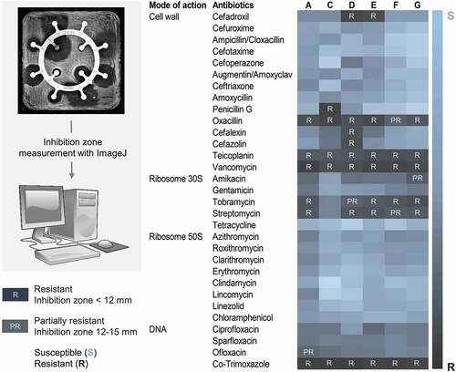 Figure 2. Antibiotic resistance profiles of probiotics from oral lozenges.