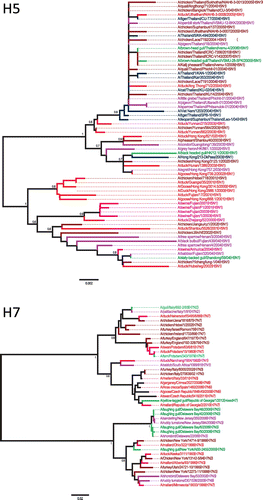 Figure 5. Phylogenetic analysis of gull H5 and H7 nucleotide sequences.