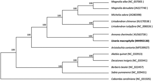 Figure 1. Maximum likelihood tree of U. macrophylla and 12 other related species based on homologous blocks of whole chloroplast genome sequence, with C. caroliniana as out group. Bootstrap support values (based on 1000 replicates) are shown next to the nodes.