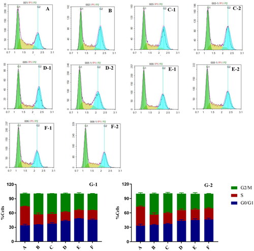 Figure 8. Flow cytometry results show the effects of liposomes on the cell cycle. HepG2 cells were treated with two concentrations (IC50 and 1/2IC50) of CTD-lip, SA-Gal-CTD-lip, 11-DGA-Suc-CTD-lip, (11-DGA-Suc + SA-Gal)-CTD-lip. (A) Control; (B) Cisplatin; (C) CTD-lip; (D) SA-Gal-CTD-lip; (E) 11-DGA-Suc-CTD-lip; (F) (11-DGA-Suc + SA-Gal)-CTD-lip; (G) Statistical bar chart; (1) High-dose group (IC50); (2) Low-dose group (1/2IC50).