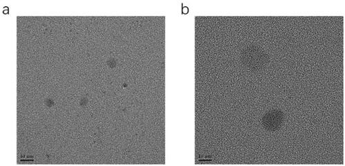 Figure 4. Transmission electron microscope image: (a) TEM image of optimized blank-ME; (b) TEM image of optimized NAR-ME. Scale bar = 10 nm.