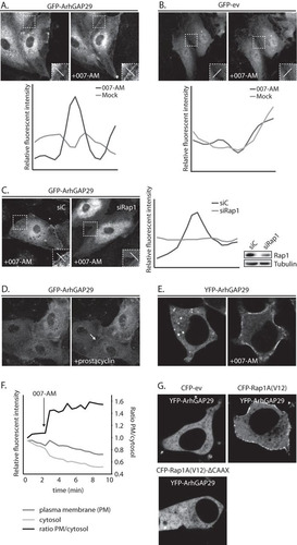 FIG 1 Active Rap1 recruits ArhGAP29 to the plasma membrane. (A) The upper panel shows live imaging of confluent monolayers of HUVECs infected with a lentivirus transducing GFP-ArhGAP29. The cells were imaged prior to and 15 min after stimulation with 007-AM. The boxed areas of cell-cell contacts are enlarged in the insets. In the lower panel, a graph shows the relative intensity profiles of fluorescent signal intensities along the line scans depicted in the boxed area. (B) The upper panel shows live imaging of confluent monolayers of HUVECs infected with a lentivirus transducing GFP-ev. The cells were imaged prior to and 15 min after stimulation with 007-AM. The boxed areas of cell-cell contacts are enlarged in the insets. In the lower panel, a graph shows the relative intensity profiles of fluorescent signal intensities along the line scans depicted in the boxed area. (C) The left panel shows live imaging of GFP-ArhGAP29 expressing HUVECs, treated with control siRNA (siC) or siRNA targeting Rap1A and Rap1B (siRap1). The cells were grown to confluence and stimulated with 007-AM 15 min prior to imaging. The boxed areas are enlarged in insets. In the right panel, a graph shows the relative intensity profiles of fluorescent signal intensities along the line scans depicted in the boxed area. The knockdown efficiency was assessed by Western blotting. (D) Live imaging of confluent monolayers of HUVECs infected with a lentivirus transducing GFP-ArhGAP29. The cells were imaged prior to (left image) and 5 min after (right image) stimulation with prostacyclin. Enrichment of ArhGAP29 at cell-cell contacts is indicated by the arrow. (E) Live imaging of HEK293T cells transiently transfected with HA-Epac1, HA-Rap1A, V5-Radil, Flag-Rasip1, and YFP-ArhGAP29, imaged prior to and 10 min after stimulation with 007-AM. (F) Quantitative analysis of a representative ArhGAP29 translocation experiment in HEK293T cells (transfected as in panel E; see Movie S1 in the supplemental material). A custom-made analysis macro (ImageJ), which detects and measures signal in the plasma membrane (PM) and cytosol, respectively. (G) Imaging of YFP-ArhGAP29 in HEK293T cells transfected with V5-Radil, HA-Rasip1, or YFP-ArhGAP29 and with either CFP-ev, CFP-Rap1A(V12), or CFP-Rap1A(V12)ΔCAAX. Experiments were repeated at least three times, and representative images were chosen.