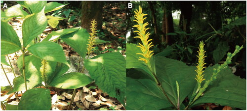 Figure 1. The plant of C. nervosus. A whole plant; B inflorescences and fruits. The plant individual has bright yellow long filamentous anther connectives. The photographs were taken by Yong-Bin Lu in Guilin Botanical Garden, Guangxi, China (25°04′36″ N, 110°18′21″ E).