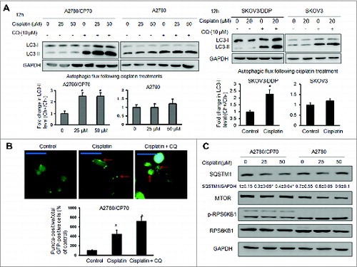 Figure 1. Cisplatin induces autophagic flux in cisplatin-resistant cells. (A) Cells were treated with cisplatin at indicated doses for 12 h in the presence or absence of 10 μM chloroquine (CQ). Upper panels: LC3 protein levels were determined by western blotting. Lower panels: the autophagic flux was quantified by the fold change in LC3-II levels in the presence or absence of CQ. The experiments were performed in triplicate. * Indicates significant difference compared with control (P < 0.05). (B) A2780/CP70 cells were transfected with a GFP-LC3 plasmid for 48 h, followed by cisplatin (25 μM) and/or chloroquine (10 μM) treatments for 12 h. LC3 puncta was observed with fluorescence microscopy. Representative images captured by a fluorescence microscope are shown. Scale bar = 80 μm. Data were quantified as the percentage of puncta-positive cells in total GFP positive cells. (C) Cells were treated with cisplatin as described above. The protein levels of SQSTM1, MTOR, p-RPS6KB1, RPS6KB1 were determined by western blotting.