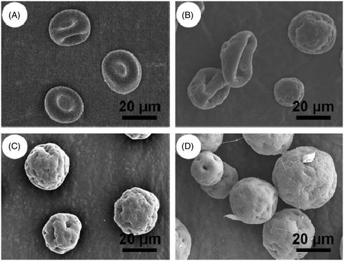 Figure 3. SEM images of microparticles prepared by emulsion electrospray technique. (A) formula h-2% PLGA; (B) formula i-4% PLGA; (C) formula j-6% PLGA and (D) formula k-8% PLGA.