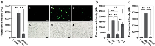 Figure 8. DD-dependent intercellular association mediated by DLY. (a) Dual-mode binding of DLY to human culture cell lines THP-1 and HepG2 was investigated using rDLY(ss) and ΔDD(ss). For visual comparison of the intercellular association between THP-1 and HepG2, photographs of typical fluorescent (a, c, e) and bright-field images (b, d, f) in this assay are shown for rDLY(ss) (c, d), ΔDD(ss) (e, f), and an assay of cells in the absence of recombinant protein (a, b). The scale bar denotes 50 μm. (b) The effects of incubating rDLY(ss)-treated THP-1 with antiserum (AS) against the DD or with non-immune serum (NS) on intercellular association due to dual-mode binding of rDLY(ss) were also investigated. (c) The effect of alanine substitutions at the three amino acids predicted to be responsible for the lectin activity on the intercellular association by rDLY(ss) were investigated. All bar graphs are shown as arbitrary fluorescence intensity measurements made with a microplate reader. Triplicate samples were assayed at least twice each. Representative results are shown as averages with standard deviations (SD). Significance of differences among the results shown was evaluated using F-tests followed by Welch’s t-tests or Student t-tests (**p < 0.01, n.s. indicates not significant).