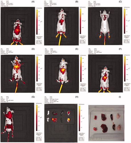 Figure 11. In vivo imaging of mice treated with nanoplexes of PEI2-ChA without transferrin (A, B, and C) and with transferrin (D, E, and F). Control mice (G) were treated only with 150 mM saline. H and I are images for organs isolated from animals treated with and without transferring, respectively.
