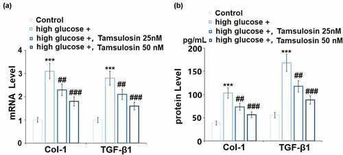 Figure 5. Tamsulosin inhibited high glucose-induced expression of fibrosis factors. (a). mRNA of Col-1 and TGF-β1; (b). Protein levels of Col-1 and TGF-β1 (***, P < 0.005 vs. vehicle group; ##, ###, P < 0.05, 0.01 vs. high glucose group, N = 4)