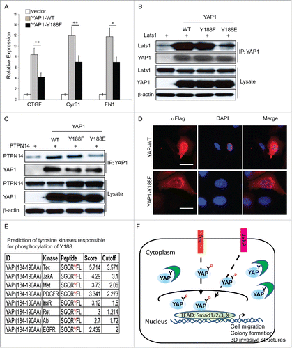 Figure 5. Disrupted interaction between YAP1-Y188E and its upstream negative regulators. (A) qRT-PCR analysis of the YAP1 target genes in MCF10A cells. GAPDH was used as an internal control. Error bars equal ±SD. (** p < 0.01; * p < 0.05) (B) Disrupted interaction between YAP1-Y188E and Lats1. HEK293T cells were transfected with LATS1 alone or with LATS1 plus WT- , Y188F- or Y188E-YAP. YAP1 was immunoprecipitated and the co-immunoprecipitated Lats1 was detected by immunoblot. (C) Disrupted interaction between YAP1-Y188E with PTPN14. HEK293T cells were transfected with PTPN14 alone or with PTPN14 plus WT- , Y188F- or Y188E-YAP1. YAP1 was immunoprecipitated and the co-immunoprecipitated PTPN14 was detected by immunoblot. (D) Overexpression of YAP1-Y188F induces YAP1 nuclear exclusion. Immunofluorescence microscopy shows cytoplasmic localization of YAP1-Y188F in transduced-293 cells, in contrast to the nuclear localization of YAP-WT. (scale bar = 20µm). (E) Prediction of tyrosine kinases responsible for the phosphorylation of Y188. (F) Working model for the phosphorylation modification of YAP1-Y188. The in silico predicted kinases phosphorylate YAP1-Y188, the YAP1-Y188 phosphorylation enhances YAP1 oncogenic function through YAP1 nuclear activation.