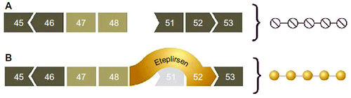 Figure 2 Mechanism of exon 51 skipping in the dystrophin gene.