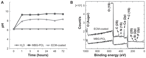 Figure 1 Comparison of pH variation of mesoporous bioactive glass (MBG)-polycarplolactone (PCL) and extracellular matrix (ECM)-coated scaffolds in distilled water (A) and X-ray photoelectron spectra before and after ECM coating (B).