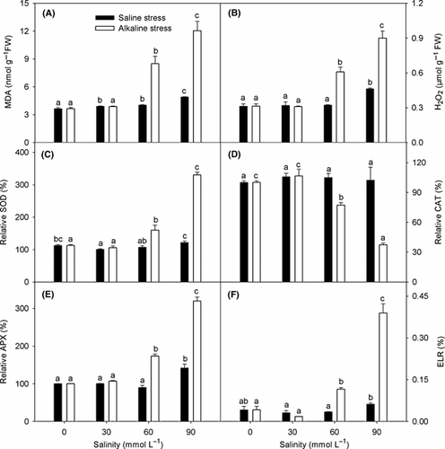 Figure 4 Effects of saline and alkaline stress on the amount of (A) malondialdehyde (MDA), (B) H2O2, (C) superoxide dismutase (SOD), (D) catalase (CAT), (E) ascorbate peroxidase (APX) and (F) electrolyte leakage rate (ELR) in Lathyrus quinquenervius leaves. The 8-week-old L. quinquenervius seedlings were treated with saline stress (NaCl : Na2SO4 = 9:1; pH 6.44–6.65) and alkaline stress (NaHCO3 :  Na2CO3 = 9:1; pH 8.71–8.89) for 10 days. In each column, the data markers identified with the same letters are not significantly different (P < 0.05) according to a least significant difference test. The error bars represent ± standard error (n = 4) of four replicates. SOD, CAT and APX were expressed relative to the control value of 100%. FW, fresh weight.