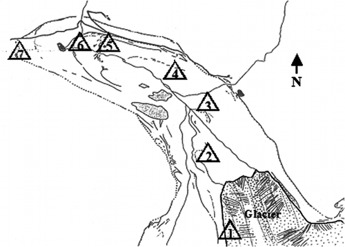 FIGURE 1.  Collecting stations: (1) glacier surface; (2) 1980 moraine; (3) 1953 glacier position; (4) 1943 glacier position; (5) 1926 moraine; (6) 1904 moraine; (7) 1850 moraine. Adapted from CitationPelfini (1992a)