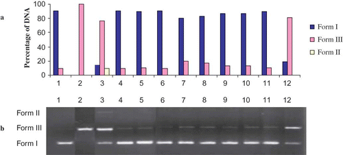 Figure 6 (a) The quantified band intensity for the sc-DNA (form I), oc-DNA (form II), and l-DNA (form III) with Quantity One 4.5.2. version software. (b) Electrophoretic pattern of pBluescript M13(+) DNA after UV-photolysis of H2O2 in the presence or absence of Hypericum scabrum (HSm). Reaction vials contained 200 ng of supercoiled DNA (31.53 nM) in distilled water (pH 7). Electrophoresis was performed using 1% agarose at 40 V for 3 h in the presence of ethidium bromide (10 mg/mL). Electrophoresis running buffer: TAE (40 mM Tris acetate, 1 mM EDTA, pH 8.2). Lane 1, control DNA; Lane 2, linearized pBluescript M13(+) DNA (EcoRI digest); Lane 3, DNA + H2O2 (2.5 mM) + UV; Lane 4, DNA + UV; Lane 5, DNA + H2O2 (2.5 mM); Lane 6, DNA + HSm (200 μg/mL) + UV; Lane 7, DNA + HSm (100 μg/mL) + H2O2 (2.5 mM) + UV; Lane 8, DNA + HSm (200 μg/mL) + H2O2 (2.5 mM) + UV; Lane 9, DNA + HSm (300 μg/mL) + H2O2 (2.5 mM) + UV; Lane 10, DNA + HSm (400 μg/mL) + H2O2 (2.5 mM) + UV; Lane 11, DNA + Ethanol + UV; Lane 12, DNA + Ethanol + H2O2 (2.5 mM) + UV; Reactions were all performed at room temperature in phosphate buffer containing 100 mM sodium chloride (color figure available online).