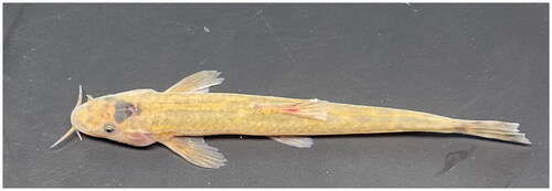 Figure 1. Species image of T. nanpanjiangensis. The most characteristic features of this species are dorsal fin III-7; anal fin III-5; pectoral fin I-9; ventral fin I-6; caudal fin 16; normal eyes; and caudal fin slightly forked. Photo taken by Zhiqiang Liang in changsha, China.