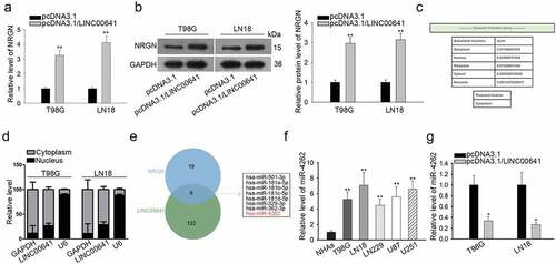 Figure 3. Cytoplasmic LINC00641 positively regulated NRGN in glioma cells. (a and b) The mRNA and protein expressions of NRGN in LINC00641-upregulated cells were assessed by qRT-PCR and western blot analyses, respectively. (c) The lncLocator (an online tool) predicted that LINC00641 mainly existed in the cytoplasm. (d) Subcellular fractionation plus qRT-PCR were used to confirm that LINC00641 located in the cytoplasm of T98 G and LN18 cells. (e) StarBase v3.0 suggested that there were 8 miRNAs that interacted with both LINC00641 and NRGN. (f) The level of miR-4262 in glioma cell lines and NHAs was tested using qRT-PCR. (g) qRT-PCR result was to display the expression of miR-4262 in LINC00641-overexpressed glioma cells. *P < .05, **P < .01.