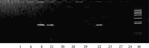 Figure 2.  PCR products amplified with the primers (1 and 2), separated on 8% polyacrylamide gels and stained with EB. *Lane 1, 22, 27: G. grus; Lane 6, 21, 28: G. japonensis; Lane 8, 23, 29: G. vipio; Lane 24, 30: Balearica pavonina; Lane M: DNA marker (908 bp, 659 bp, 521 bp, 403 bp, 281 bp, 257 bp, 226 bp, 100 bp, 90 bp).