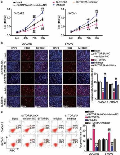 Figure 8. MiR-485-5p attenuated cell proliferation and elevated cell apoptosis by inhibiting TOP2A