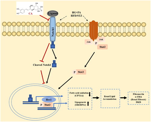 Figure 7. Chlorogenic acid alleviates renal fibrosis by reducing lipid accumulation in DKD through suppressing the Notch1 and Stat3 signaling pathway. CA inhibition of Notch1 and stat3 signaling weakens SREBP1C-mediated lipogenesis and increases fatty acid oxidation by increasing CPT1A expression. Decreased fatty acid synthesis and increased fatty acid oxidation reduce lipid accumulation in renal tubular epithelial cells, thereby improving renal fibrosis in DKD.