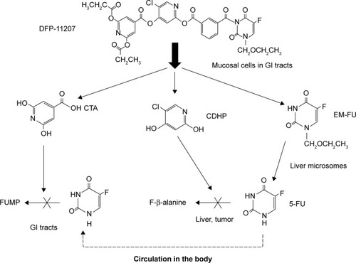 Figure 9 Possible biological metabolism and mechanism of action of DFP-11207 in rats.
