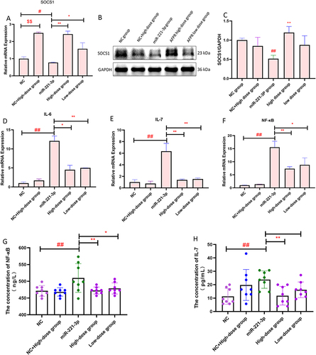 Figure 7 AFPR improves LPS-induced inflammation in BV2 cells via the miR-221-3p/SOCS1 axis. (A) Relative mRNA expression of SOCS1 after overexpressed miR-221-3p in BV2 cells; (B) Western blotting of SOCS1 protein after overexpressed miR-221-3p; (C) Relative mRNA expression of SOCS1 after overexpressed miR-221-3p in BV2 cells; (D)The concentration of NF-κB after overexpressed miR-221-3p in BV2 cells (pg/mL); (E) The concentration of IL-7 after overexpressed miR-221-3p in BV2 cells (pg/mL). Data are represented as the mean ± SD ((A–F) n=3; G, H, n=8). $$P< 0.01 compared to the NC group, #P< 0.05, ##P< 0.01 compared to the NC group, *P< 0.05, **P< 0.01 compared to the miR-221-3p group.