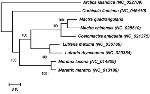 Figure 1. Maximum likelihood (ML) phylogenetic tree based on 9 complete mitochondrial genome sequences of Venerida. ML bootstrap values are shown above nodes. All the sequences were downloaded from NCBI GenBank.
