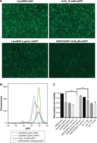 Figure 1 Screening for ideal PS-containing transfection formula using siGFP-mediated knockdown assay of GFP-A549 cells.Notes: (A) Fluorescence microscopy of transfected GFP-A549 cells. GFP-A549 cells were treated with different transfection formulas for 48 hours. GFP knockdown was assessed by observing GFP fluorescence intensity using a fluorescence microscope. Treatment is indicated on top of each image. (B) GFP histogram of transfected GFP-A549 cells. GFP-A549 cells transfected for 48 hours were harvested and monitored for GFP intensity using flow cytometry. Treatments are indicated on the upper left corner of this graph. (C) Cytotoxicity of different transfection formulas. CCK-8 assay was used to assess cytotoxicity of each transfection formula within a 48-hour period. (D) GFP knockdown efficiency of different transfection formulas. GFP intensity data were compiled and analyzed from flow cytometry. GFP knockdown efficiency is displayed as the ratio between GFP fluorescence intensity of each treatment group and that of its respective siNC control group. ***P<0.001, and ****P<0.0001.