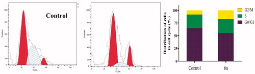 Figure 5. Effect of compound 6n on the phases of cell cycle of MCF-7 cells.