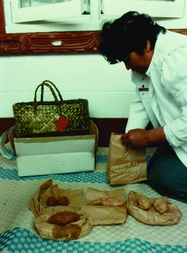 Figure 3  Dell Wihongi unpacking kūmara returned to Aotearoa in November 1988. These kūmara were originally deposited in a Japanese seedbank by Doug Yen during his research. Source: Sue Scheele.