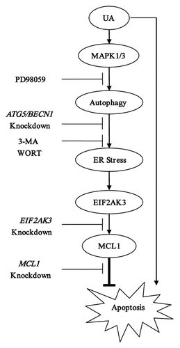 Figure 8. Signaling pathways underlying UA-induced cytoprotective autophagy in human MCF-7 breast cancer cells. UA at relatively low concentrations induced autophagy which in turn led to activation of UPR including EIF2AK3 pathway. Activation of EIF2AK3 suppressed UA-mediated apoptosis through upregulation of MCL1. UA-induced cytoprotective autophagy was attributed to MAPK1/3 activation but not associated with MTOR inhibition.