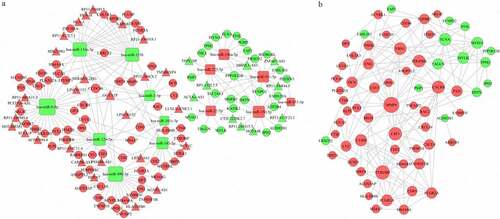 Figure 4. The ceRNA network (a) and the PPI network (b). Red indicates upregulation, and green indicates downregulation. The circle nodes represent DEGs, the rectangle nodes represent DEMs, and the triangle nodes represent DELs