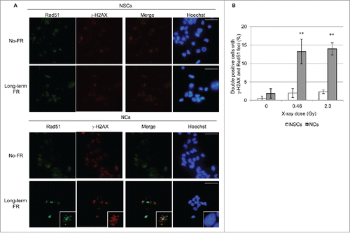 Figure 4. γ-H2AX and Rad51 foci formation after long-term FR. (A) Images of γ-H2AX (red) and Rad51 (green) positive cells in NSCs and NCs. DNA was stained with Hoechst. Magnified images of a particular cell are shown in the insert. The scale bar represents 50 µm. (B) The percentage of γ-H2AX and Rad51 double-positive NSCs and NCs.