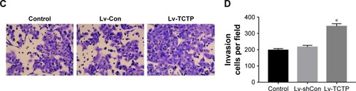 Figure 5 Overexpression of TCTP enhances migration and invasion of A549 cells.Notes: (A, B) Representative results of scratch wound healing assay in control group, Lv-Con group, and Lv-TCTP group. The gap distances were measured at 0, 8, and 24 hours post-scratching, and the migration rate was calculated accordingly. (C, D) Matrigel-based transwell assay. The figure shows the representative images from three independent experiments in which A549 cells were incubated at 37°C for 24 hours. The values are presented as mean ± SD. *P<0.01.