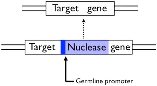 Figure 5. A homing construct for population-wide gene knock-outs. A gene encoding a sequence-specific nuclease that recognises a sequence in a target gene is inserted in the middle of its own recognition sequence, which protects the chromosome it is on from being cut, but also knocks-out the function of the target gene. The nuclease must be expressed in the germline in order to show drive. After Burt (Citation2003).