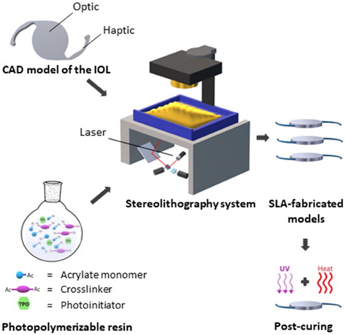 Figure 1. Schematic illustration of the production of lens-like 3D objects without refractive function by stereolithography. A resin composed of acrylate monomers and crosslinkers was developed and used for this purpose.