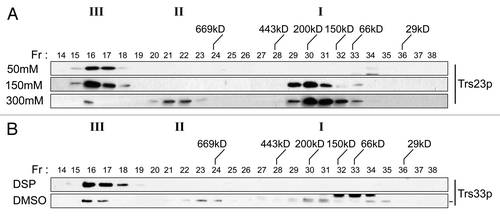 Figure 8. TRAPP I can form from TRAPP II/III. (A) Lysates of wild-type yeast were prepared in buffer containing 50 mM, 150 mM or 300 mM NaCl and fractionated by size exclusion chromatography on a Superose 6 column in buffer containing identical salt. The fractions were analyzed by western blotting for the presence of Trs23p. (B) The TRAPP II/III-containing fraction from wild-type lysate that was fractionated in the presence of 50 mM NaCl was incubated with 2 mM DSP or DMSO, quenched with Tris pH 7.5 and re-fractionated on a Superose 6 column in buffer containing 300 mM NaCl. Fractions were probed for the presence of Trs33p. Note that a cross-reactive band appears just above the Trs33p band in fractions 32–34 with the anti-Trs33p antibody in the DMSO-treated sample and the dash to the right of the Trs33 panel indicates the position of Trs33p. I, II and III above the wild-type and trs23ΔSMS blots indicate the location of TRAPP I, II and III, respectively, under conditions where they separate from each other.