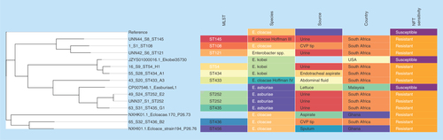 Figure 3.  Phylogenomic tree of nitrofurantoin resistance Enterobacter species from South Africa, USA, Malaysia and Ghana.Clustering of the strains into clades were mainly country- and clone-specific except for 65_S32 of ST436 from South Africa and NXHI01.1 of ST455 (Ghana), and between 1_S1 of ST108 and the Enterobacter spp. strain UNN42_S6.MLST: Multi-locus sequence typing; NFT: Nitrofurantoin.