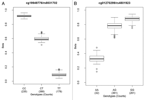 Figure 3. Polymorphic CpG methylation can reflect underlying SNP genotypes. (A) C/T SNP located at the cytosine position of a polymorphic CpG targeted by an Infinium II probe. The C allele was detected as a methylated allele, while the T allele was detected as an unmethylated allele. (B) A/G SNP located at the guanine position of a polymorphic CpG targeted by an Infinium I probe. The A allele transforms the locus into a non-CpG, which on one hand can lead to true loss of methylation and on the other hand can prohibit single base extension from occurring due to loss of hybridization at the SNP location. The low detection count of methylation calls for the AA genotype was the result of loss of hybridization leading to low signal intensity.